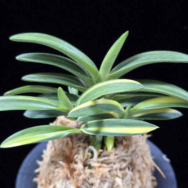 대응환호 大鷹丸縞 Otakamaru shima