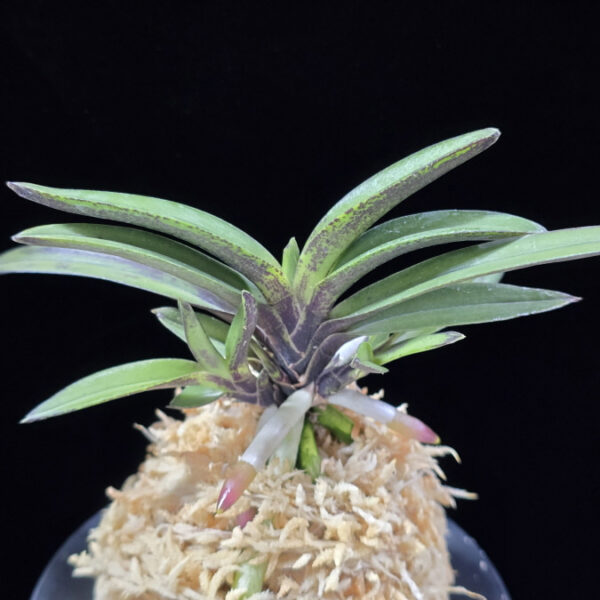 계명성 鷄鳴珹 Gyemyeongseong