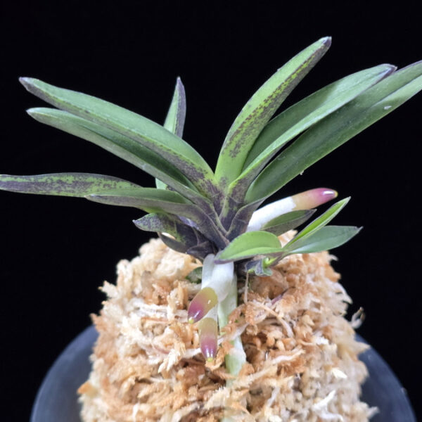 계명성 鷄鳴珹 Gyemyeongseong