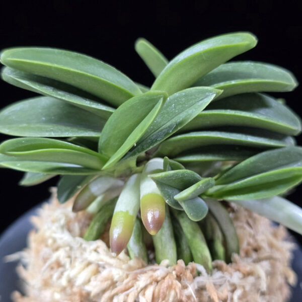 장원 壯元 Jangwon (Amami*Tamraok)