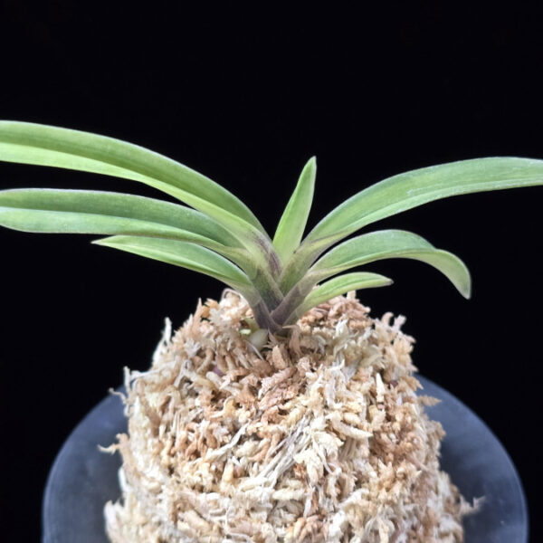 취설 吹雪  Chwiseol