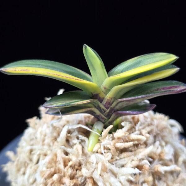 신락 神樂 Sinrak