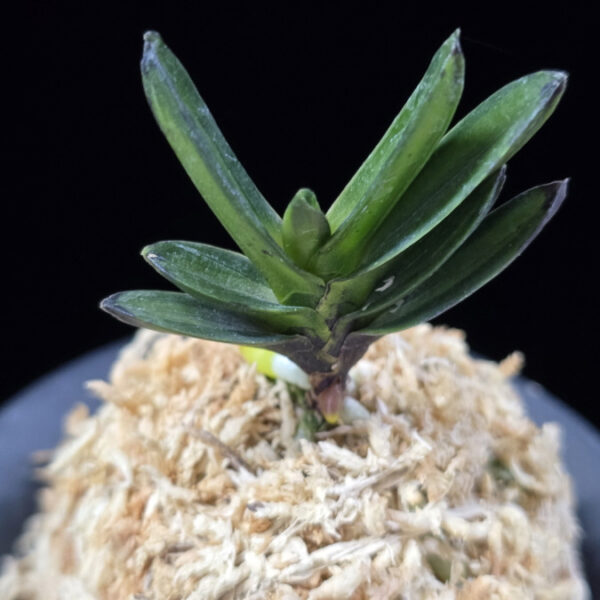 용천문 龍天門 Ryongcheonmun