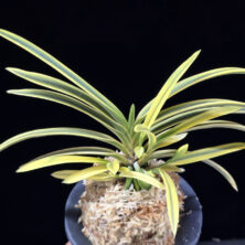 취보 翠宝 Suihou