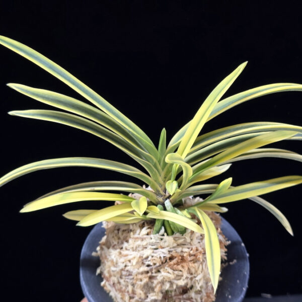 취보 翠宝 Suihou