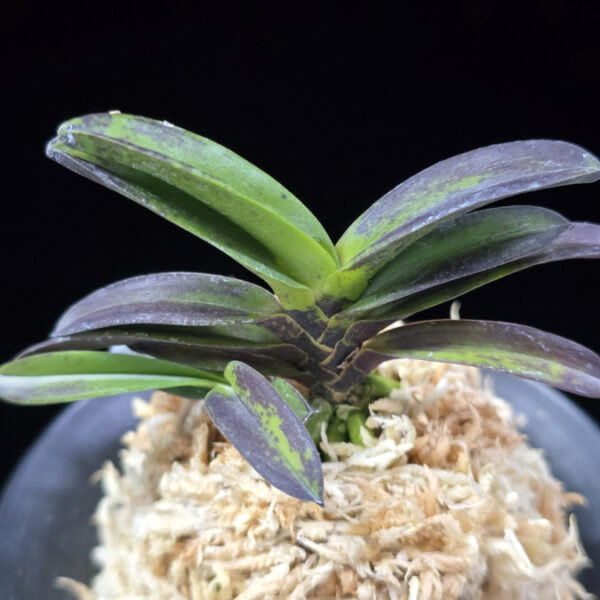 흑룡 黒龍 Kokuryu