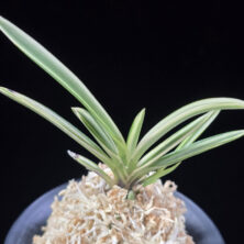 설인금 雪印錦 Seoringeum