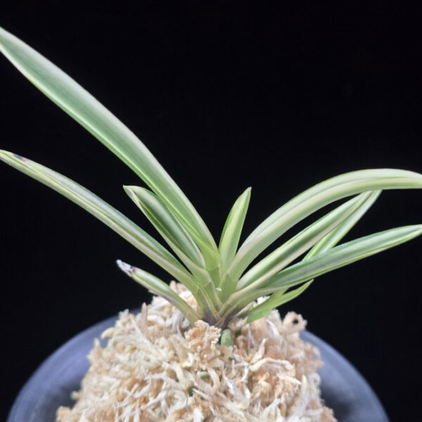 설인금 雪印錦 Seoringeum