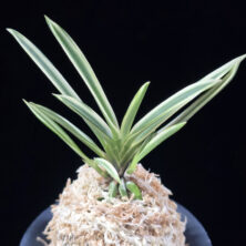 설인금 雪印錦 Seoringeum