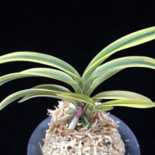 고천관 高天冠 Gocheongwan