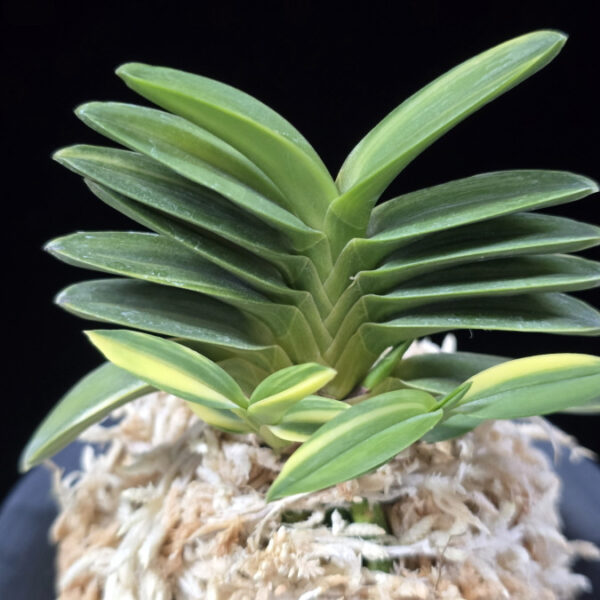 녹채보 緑彩宝 Ryokusaiho