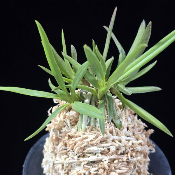 낭화사자 浪花獅子 Naniwajishi