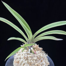 수홍 琇紅 Suhong