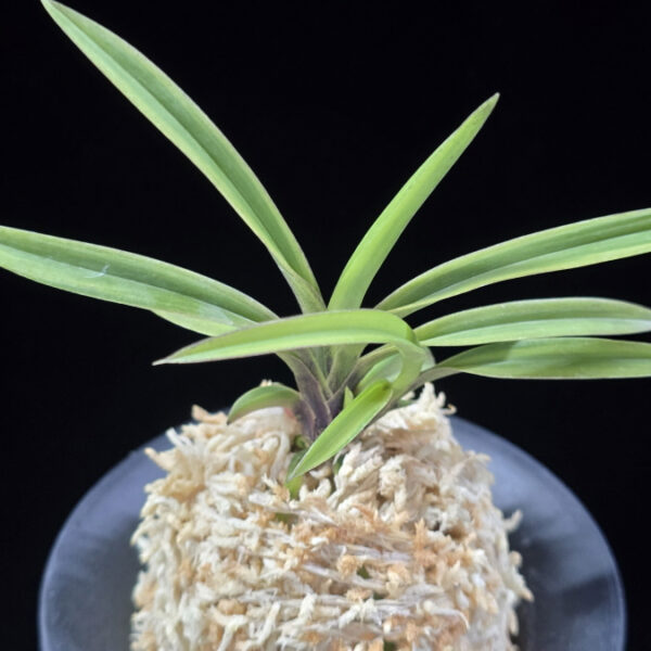 수홍 琇紅 Suhong