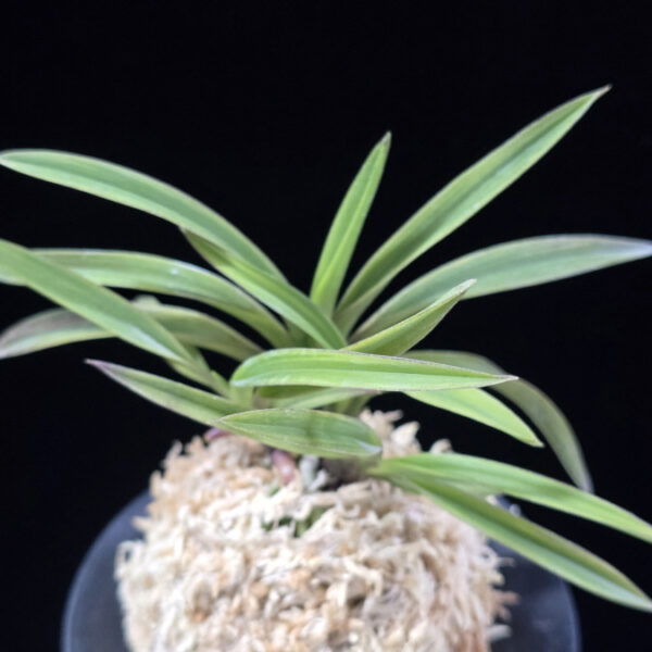 수홍 琇紅 Suhong