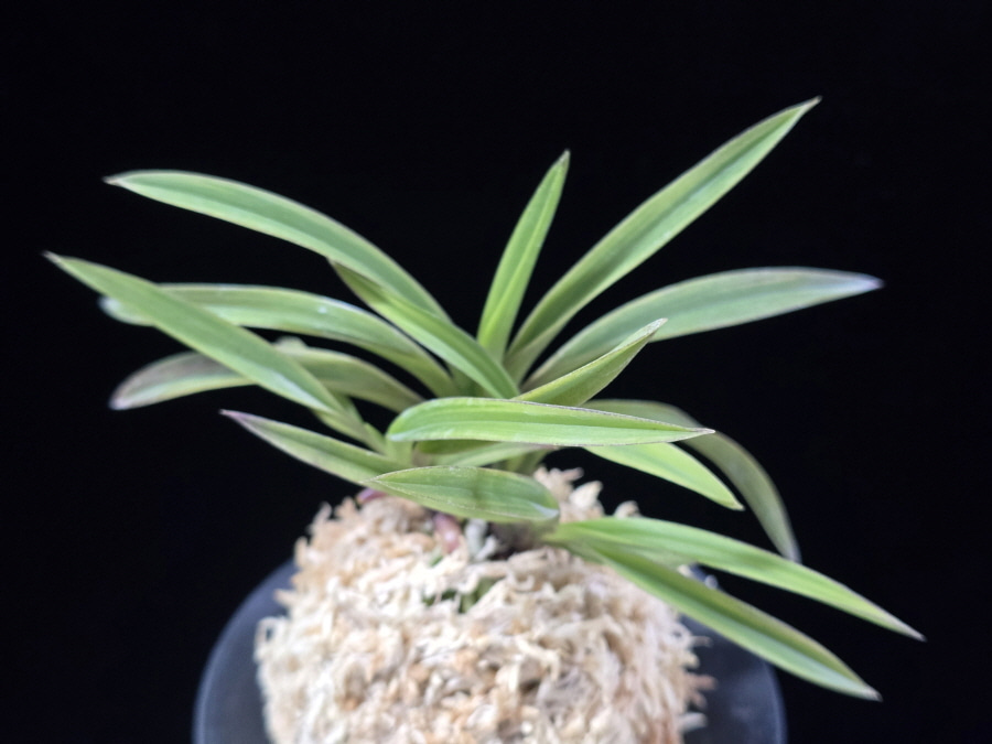 수홍 琇紅 Suhong 수홍 琇紅 Suhong