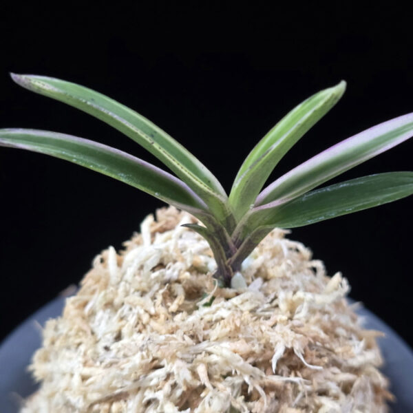 계림 鷄林 Gyerim (Benisuisho)