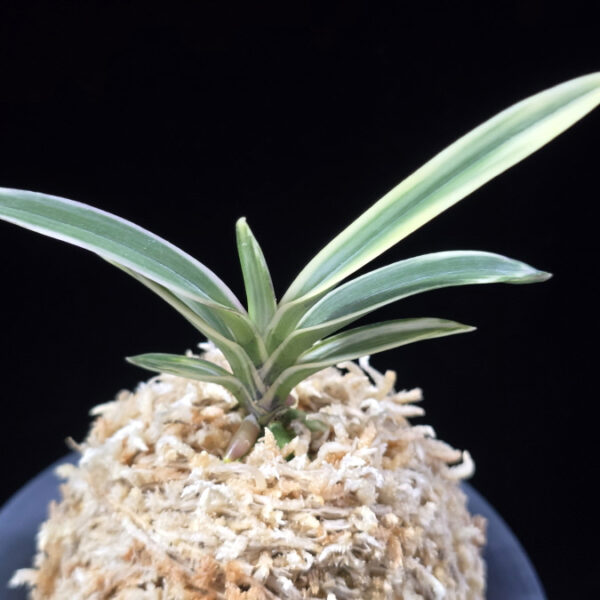 계림 鷄林 Gyerim (Benisuisho)