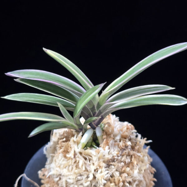 계림 鷄林 Gyerim (Benisuisho)