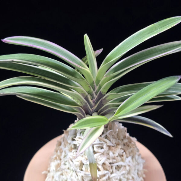 계림 鷄林 Gyerim (Benisuisho)