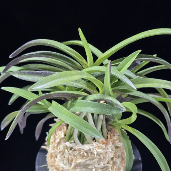 산취설 山吹雪 Yamafubuki