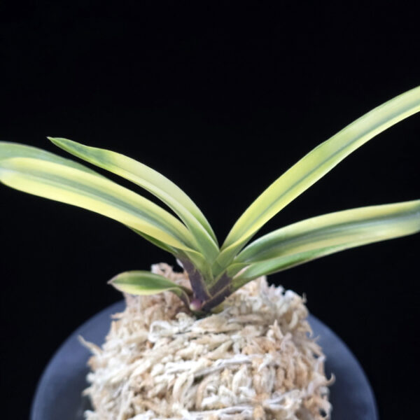 금직 錦織 Nishikiori