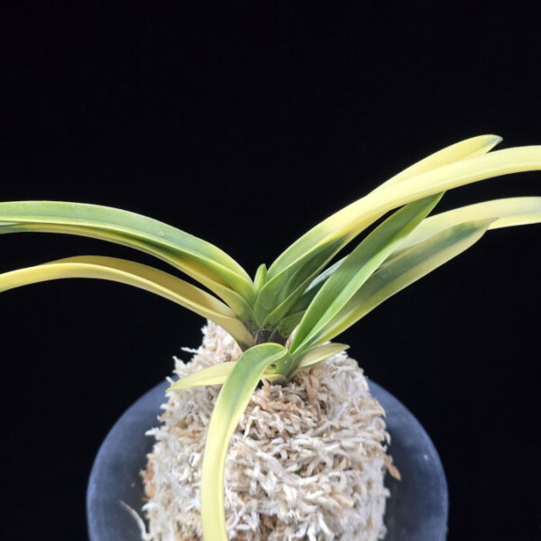 금직 錦織 Nishikiori