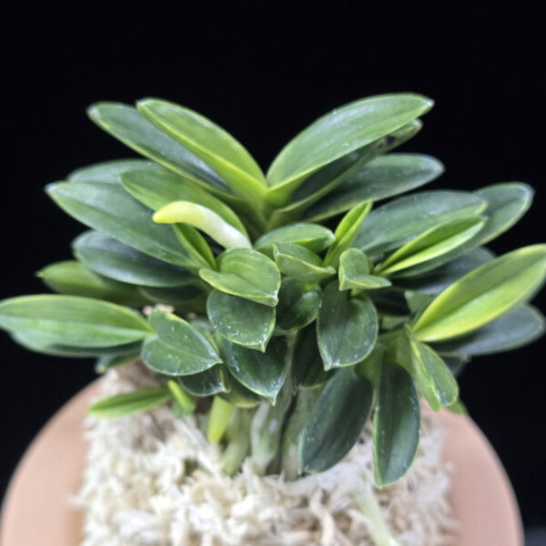 취월호 翠月湖 Chwiwolho