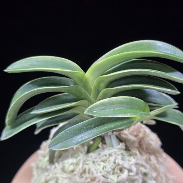 어신도 御神渡 Omiwatari