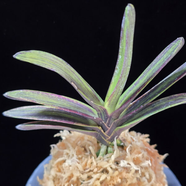 인왕전 仁王殿 Nioden