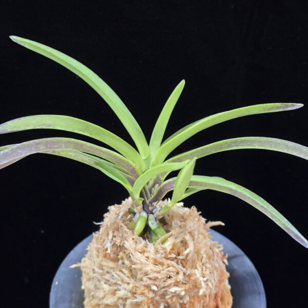 천녀지무 天女の舞 Tennyo no Mai