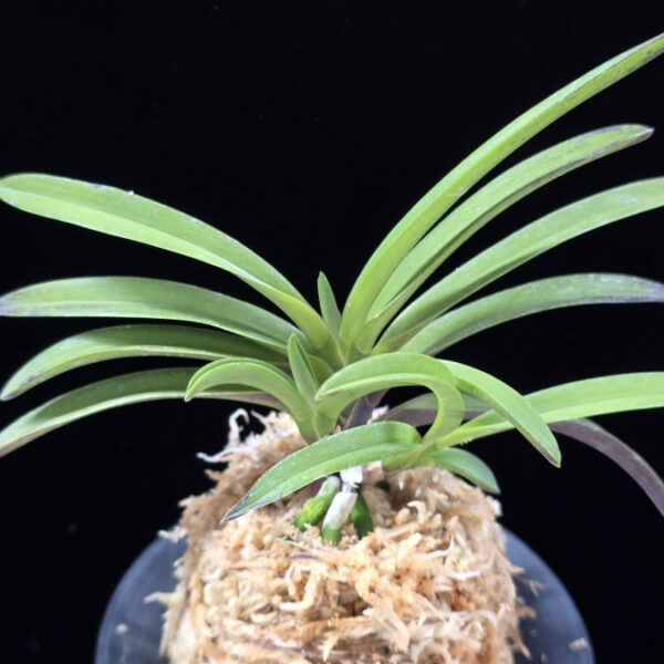 천녀지무 天女の舞 Tennyo no Mai