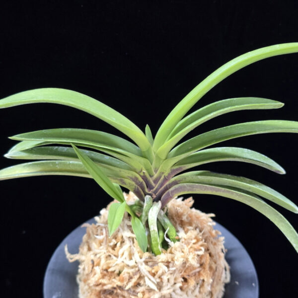 천녀지무 天女の舞 Tennyo no Mai