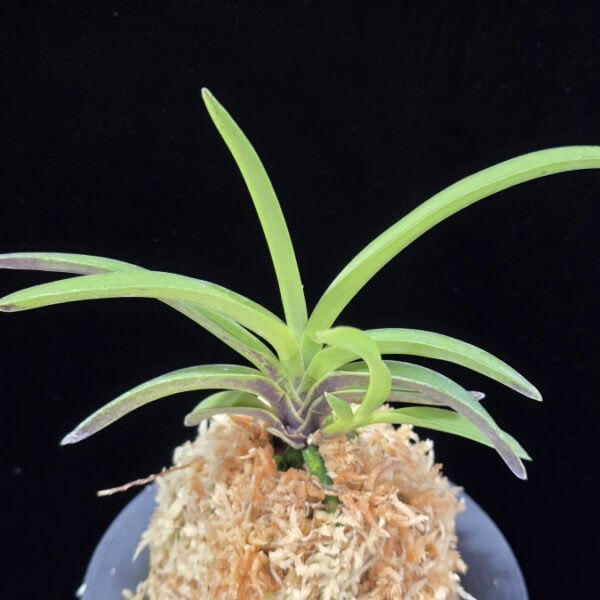 천녀지무 天女の舞 Tennyo no Mai