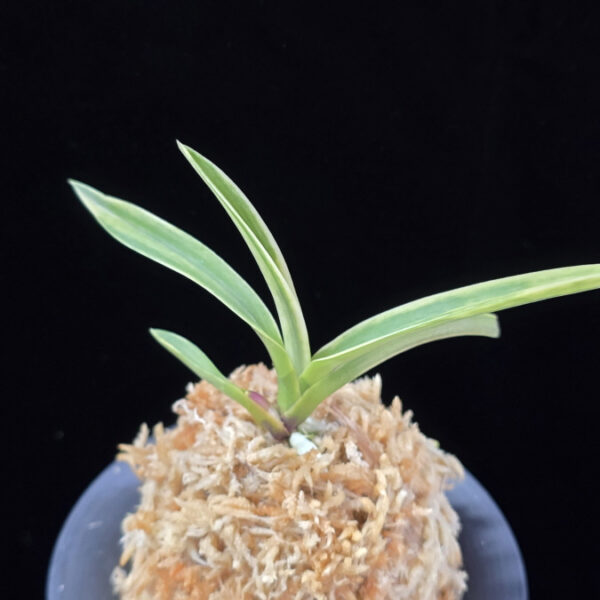 자미성 紫微星 Jamiseong (Sibisei)