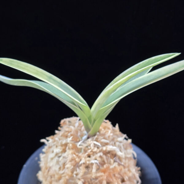 자미성 紫微星 Jamiseong (Sibisei)