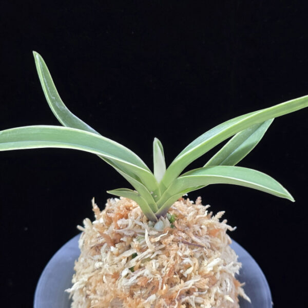 자미성 紫微星 Jamiseong (Sibisei)