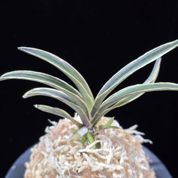 신라 新羅 Sinra (Shiragi)