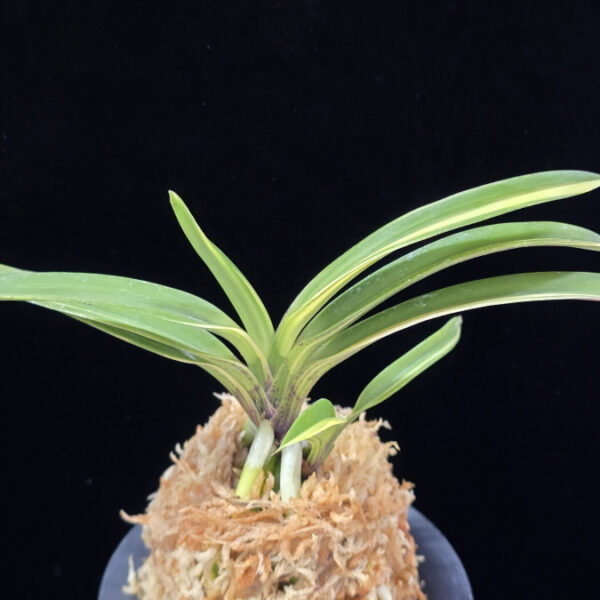 엄미호 奄美縞 Amami Shima