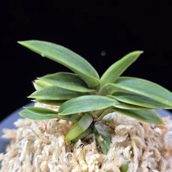 진수관 鎭守冠 Jinsugwan