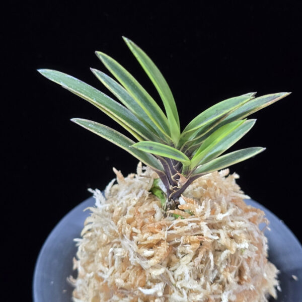 중야복륜 中野覆輪 Nakano fukurin