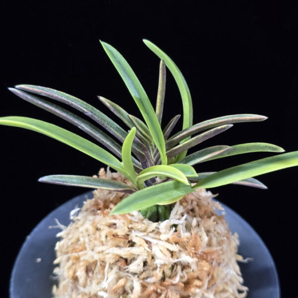 중야복륜 中野覆輪 Nakano fukurin