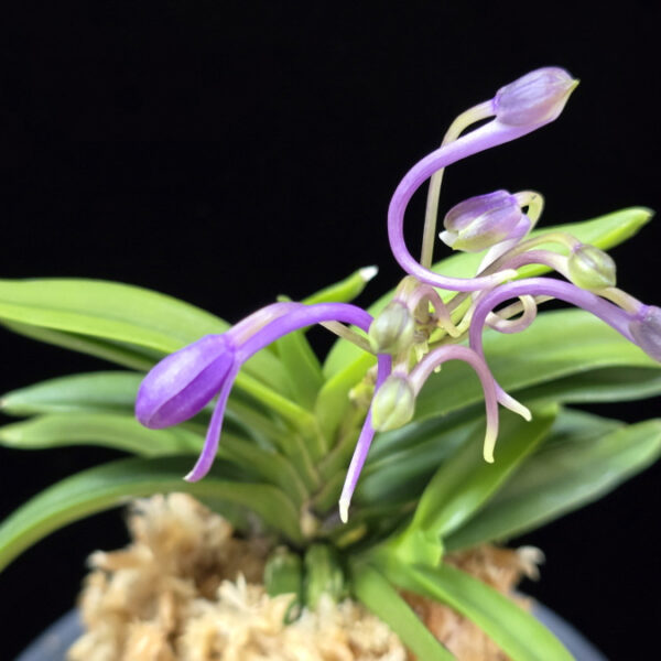 자명 紫明 Jamyeong