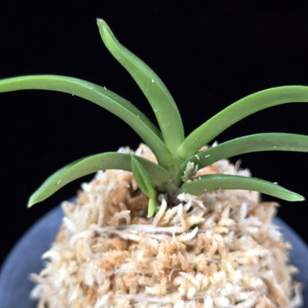 자명 紫明 Jamyeong