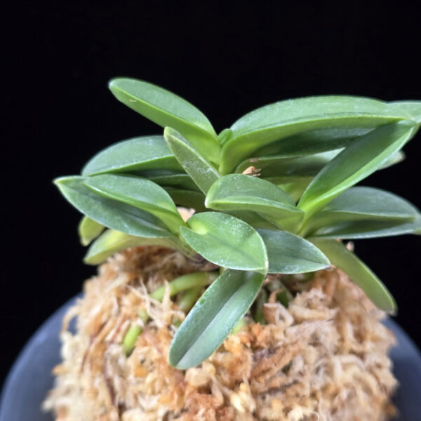 요산 楽山 Yosan(Rakuzan)