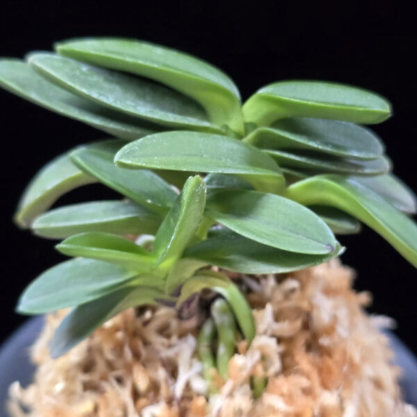 요산 楽山 Yosan(Rakuzan)