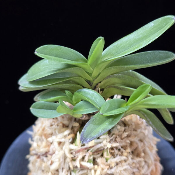 요산 楽山 Yosan(Rakuzan)