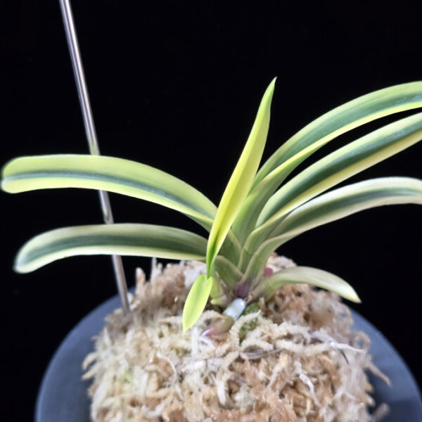 고천관 高天冠 Gocheongwan