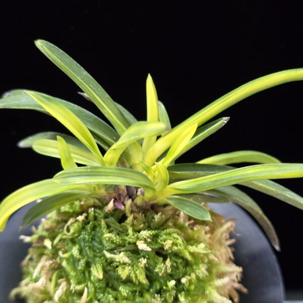 서천금 瑞泉錦 Seocheongeum (Zuiun Shima)