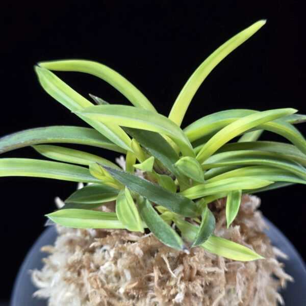 서천금 瑞泉錦 Seocheongeum (Zuiun Shima)